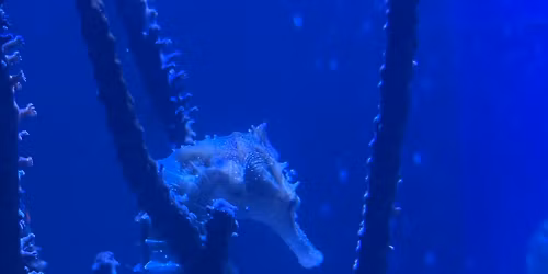 Grand Opening Giveaway