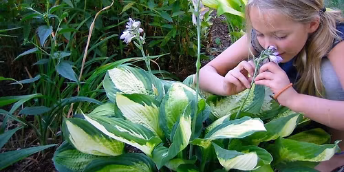 Hosta Sale 2026