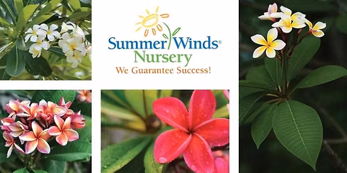 Phoenix-Bring the Tropics Home: Growing Plumerias in Arizona