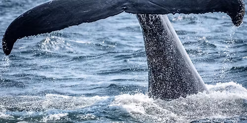 Jonah and the Whale: Family Trust