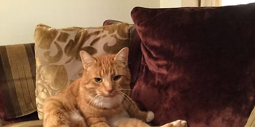 Ginger Cat Crafts