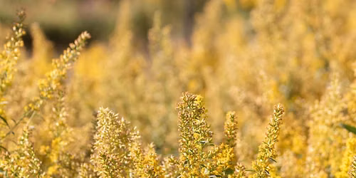 Plant Identification Hike
