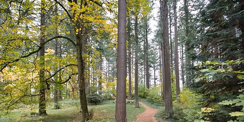 Rooted in Resilience: A Forest Therapy Walk for Those on a Healing Journey