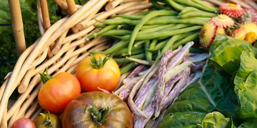 Harvest Tips & Tricks