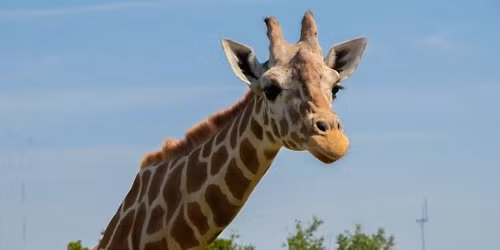 World Giraffe Day