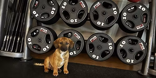 Puppy Yoga at Fair Winds Brewing Company