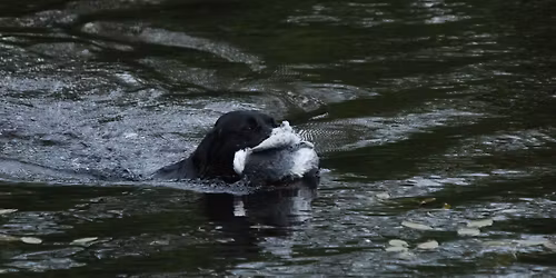 C-pr\u00f8ve - Fars\u00f8, Nordjylland