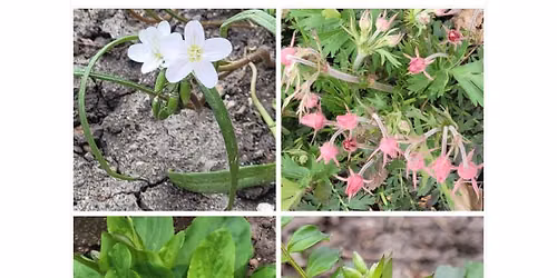 Native plant event