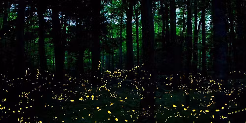 Village Nature Series: Illuminating the Fabulous World of Fireflies