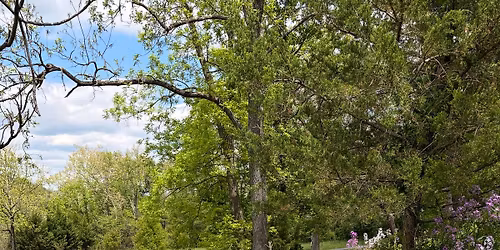 Wooded Wander - Potomac Crossing Park