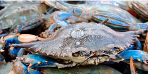 Kraken Crab Feast