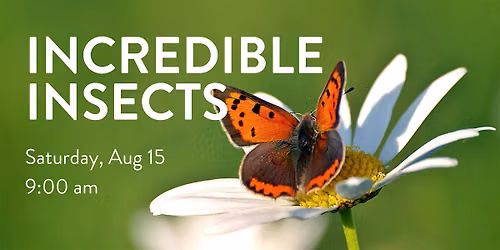Incredible Insects - Family Program