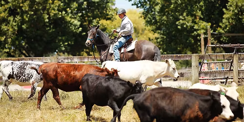Experience Week - Cow Camp