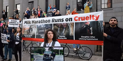 Scottsdale: Protest For Mother Cows Exploited for Milk!