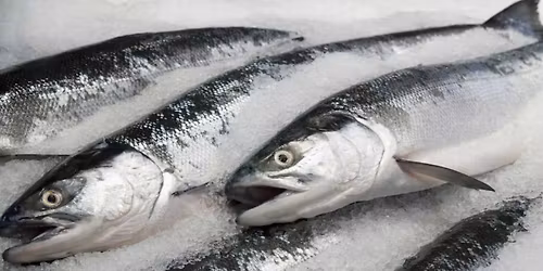 Frozen Fish Fling competition 