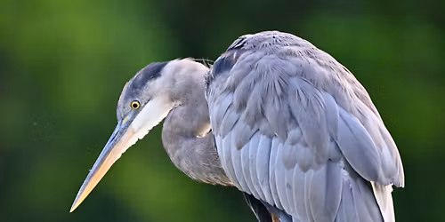 May Bird Walk at Sharp Springs Park