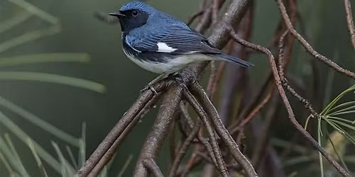 Bird Walk - Wheaton Regional Park