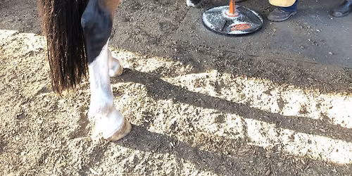 Hoof grooming and horse health clinic - Kelowna BC - August 13-16, 2026