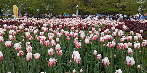 Sketch the Tulips at Dow\u2019s Lake @ Tulip Festival