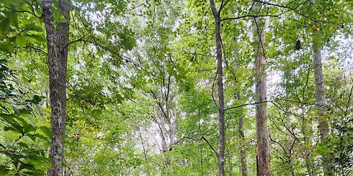 Desoto Scout Trail: Hike With a Ranger