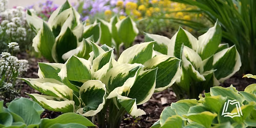 Hostas: Your Answer to Color in the Shade Garden