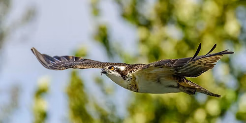 Wednesday Birders at Mores Creek and Robie Creek
