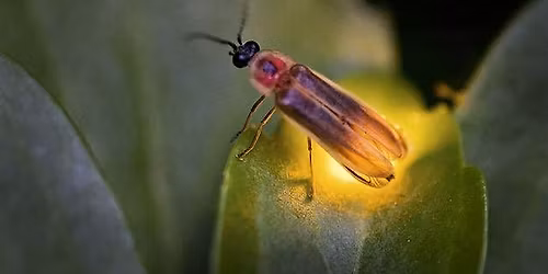 Firefly Walk