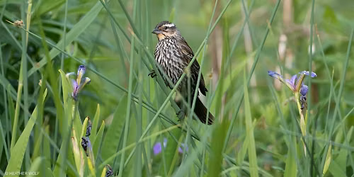 Bird Tour in Brooklyn Bridge Park