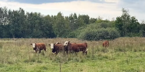 Sommer vandringen ved Hadsten