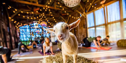 Goat Yoga & Picnic Social in Half Moon Bay
