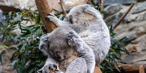 Wild Discovery Day: Koala day