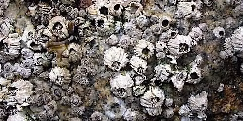 Acorn Barnacle Trituration Proving Workshop (Balanus glandula) \u2013 Vancouver