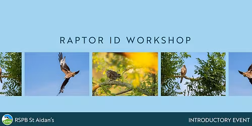 Raptor ID Workshop- RSPB St Aidan's