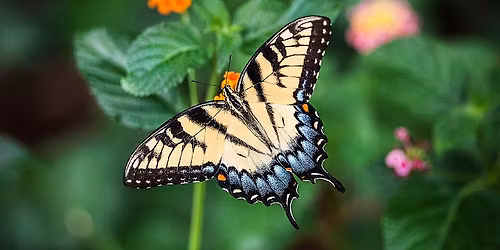 Pollinator Container Garden Kits to Go