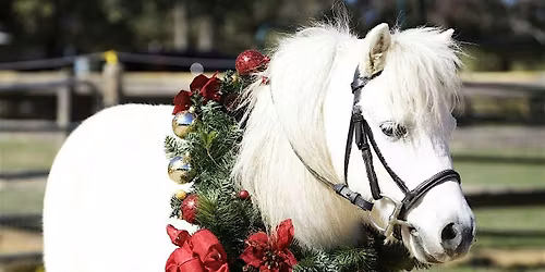 I want a pony for Christmas!  A basic overview of horse ownership.
