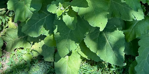 Working With Weeds \u201cRoots in Rhythm\u201d Workshop