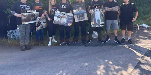 Avara turkey vigil ( Christmas )