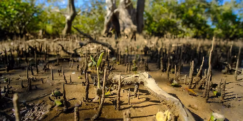 Hunter Wetlands Fisher Science Monitoring, NSW