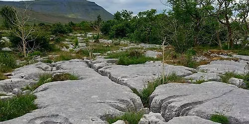 Tree natural regeneration surveys