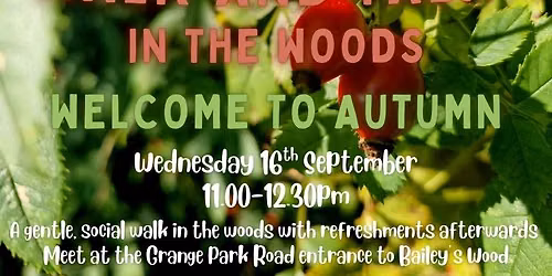 Walk and Talk in the Woods