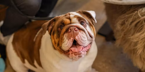 BULLDOG CAFE CHRISTMAS - LONDON