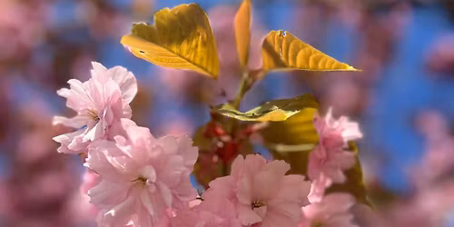 Nulstilling med Meditation, Akupressur, Qi Gong og Indre barn healing - UDSOLGT