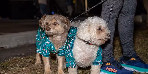 Santa Paws: Pictures with Santa for Pups
