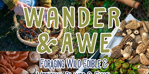 Wander & Awe - Foraging Wild Edible & Medicinal Plants & Fungi