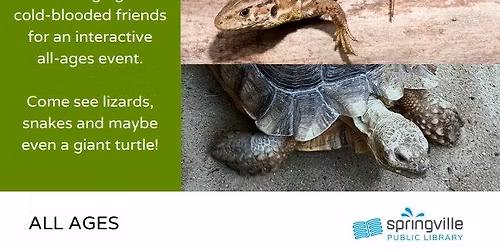 Clint's Reptiles