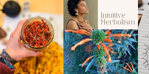Intuitive Herbalism with Lion\u2019s Ear (Klip Dagga)