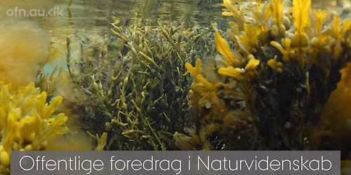 Tang v\/seniorforsker Annette Bruhn og Louise Windelboe fra Bl\u00e6ret Tang