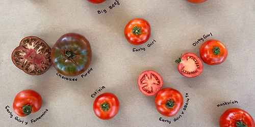 Dry Farm Tomato Field Day