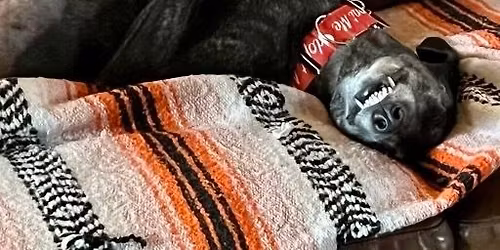 Meet & Greet: New Braunfels