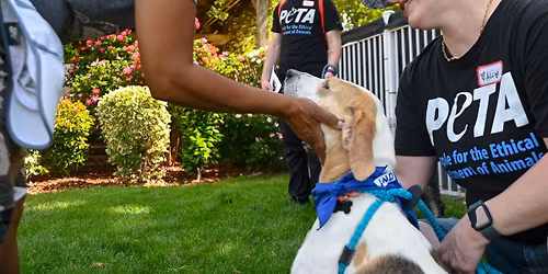 Poochella multi shelter dog adopt-a-thon 2026